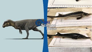 3 Nuove Specie di Dinosauri e Ibridi tra Storioni e Pesci Spatola  Science News [upl. by Phillane]