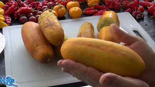 ⟹ Chinese Yellow Cucumber  Cucumis sativus  Cucumber Review [upl. by Emor]