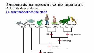 Lecture 34 Reconstructing Phylogenies [upl. by Cassie808]