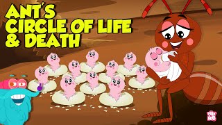 What is an Ant Mill  The Life and Death Cycle of An Ant  Learn all About Ants  Dr Binocs Show [upl. by Namrac]