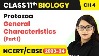 Protozoa General Characteristics Part 1  Animal Kingdom  Class 11 Biology Chapter 4 NCERTCBSE [upl. by Slaughter]