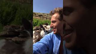 Human vs Goat Argument animals babyanimals goat pets animalshorts funny farm farmanimals [upl. by Lenahc]