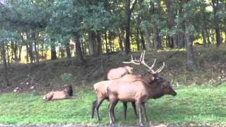 Elk mating season [upl. by Mendel]