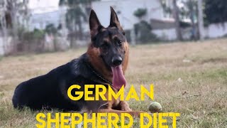 German shepherd diet plan gsd diet germanshepherd doglover youtubeshorts youtubevideo [upl. by Demetris]