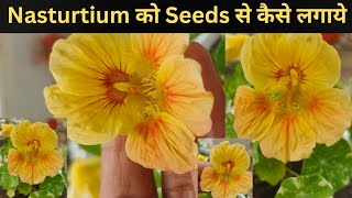 How to Grow Nasturtium from Seeds nasturtium humskills [upl. by Lilak207]