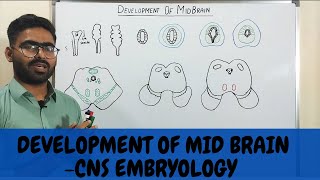 DEVELOPMENT OF MIDBRAIN MESENCEPHALON  CNS EMBRYOLOGY [upl. by Silsby]