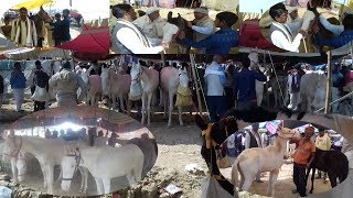 REVIEW OF ALL HORSES FROM BRAHAMPUR BIHAR HORSE FAIR [upl. by Einahpetse]