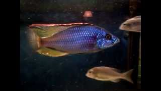 Macho ¿Dimidiochromis strigatus forociclidoscom [upl. by Navlys]