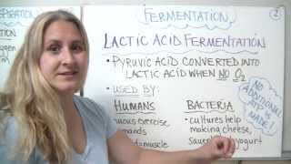 Anaerobic respiration  fermentation [upl. by Ahtennek288]