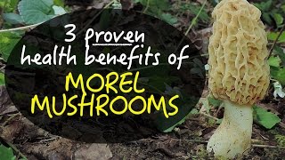 3 Proven Health Benefits Of Morel Mushrooms [upl. by Nevla]