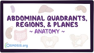 Abdominal quadrants regions and planes [upl. by Ejrog410]