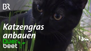 Katzengras anziehen  Tipps von Sabrina [upl. by Angelica]