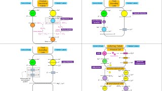 Summary of transport in different parts of nephron Chapter 28 part 7 Guyton and Hall Physiology [upl. by Hekking]