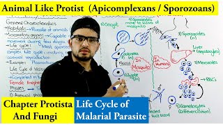 Animal Like protists Apicomplexa or Sporozoa  Life cycle of Plasmodium Malaria [upl. by Devy]