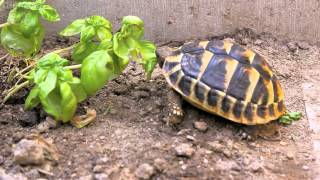 Tortoise trying some basil [upl. by Heuser59]