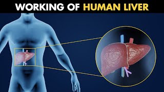 Working Of Human Liver  Anatomy And Physiology Of Liver 3D Animation [upl. by Arataj]