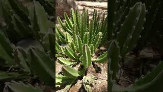 Stapelia gigantea succulent [upl. by Vallonia]