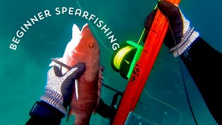 Beginner spearfishing California in Laguna beach and cabrillo [upl. by Eirffej]