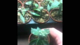 Lophophora williamsii grafted on Pereskiopsis [upl. by Elisee]