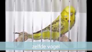 Engelse Grasparkieten Budgerigars Jan Brugman [upl. by Polak]