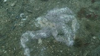 Canada  Thousands of Starfish Melting on the Ocean Floor off the Pacific West Coasts Oct 27 2013 [upl. by Yasmine]