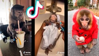 Tik Tok de Monos Graciosos  Funny Monkeys 🐒🤣 [upl. by Beau412]