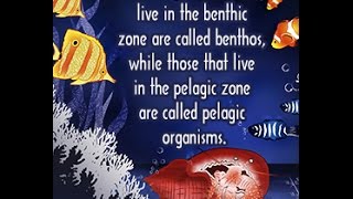 Differences Between Benthic and Pelagic Zones [upl. by Vassaux]