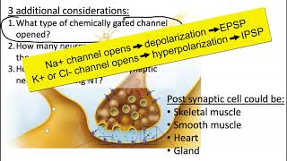 EPSP IPSP Summation [upl. by Zannini]