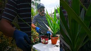 Yucca Plants from cuttings gardening shortvideo [upl. by Carvey]