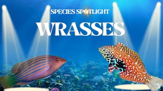 Discover the Beauty of Wrasses  Species Spotlight series 2 [upl. by Mannos]