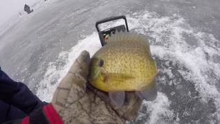 Triboji Okoboji ice fishing Giant Bluegills 12117 [upl. by Ardnek]