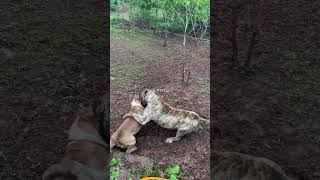 Dog Training for All Ages and Breeds Dog DogTraining TrainingTips [upl. by Osber]