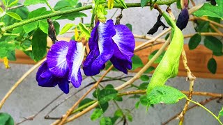 How to Grow Clitoria Ternatea Aparajita or Butterfly Pea  9 days [upl. by Arda457]