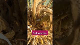 Cutworms in Cycad Palm shorts [upl. by Shumway640]