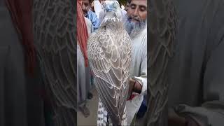 New Saker Female Falcon Trapped in Pakistan somewhere 2024 [upl. by Neit152]