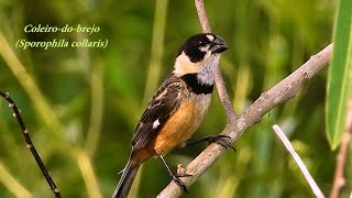 CANTO DO COLEIRODOBREJO SPOROPHILA COLLARIS RUSTYCOLLARED SEEDEATER COLEIRADOSERTÃO [upl. by Ehtyaf422]