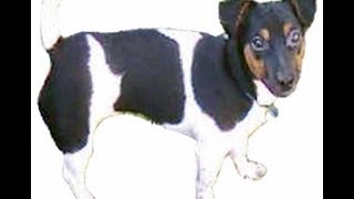 JACK RUSSELL TERRIER Working dog  therapy  friend amp family pet [upl. by Riem]