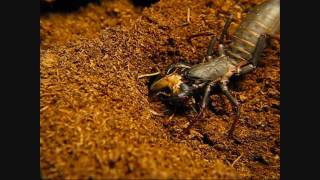 Giant Vinegaroon Mastigoproctus giganteus Feeding [upl. by Anivlek]