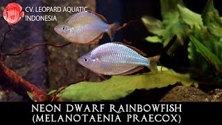 Melanotaenia praecox The FAVORITE Neon Dwarf Rainbowfish Leopard Aquatic R014B [upl. by Nannah387]