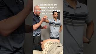 Serratus Anterior Muscle Insertion Origin and Action licensedmassagetherapist serratusanterior [upl. by Stockton602]