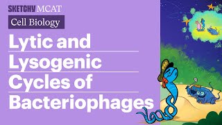 Lytic amp Lysogenic Cycles Bacteriophages Explained Full Lesson  Sketchy MCAT [upl. by Chicky]