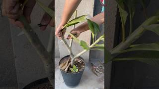 Champa Pruning Plumeria 🌱 youtubeshorts garden shorts flowers plants [upl. by Nahtanaj366]