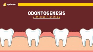 Odontogenesis  2Minute Histology  Anatomy Video Lectures  VLearning [upl. by Sanford]