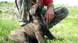 Srpski Odbrambeni Pas  Serbian Defance Dog [upl. by Genisia448]