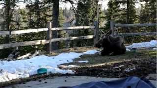 Duke the Airedale and His Friend the Moose [upl. by Brindell]