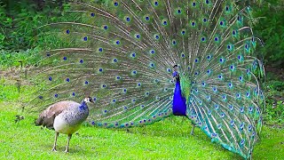 20 Most Beautiful Peacocks in the World [upl. by Imeon]