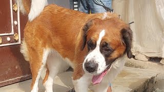 St Bernard Dog😲बर्नार्ड कुत्ता [upl. by Lazarus572]