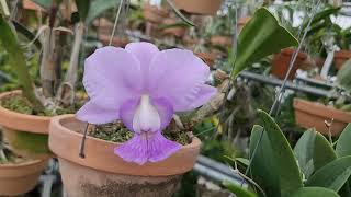 Cattleya walkeriana coerulea CK one × coerulea Rafael Covolan [upl. by Wilma]