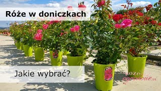 Jak wybierać róże w doniczkach Róże ogrodowe w pojemnikach [upl. by Hubert]