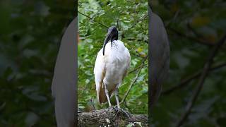 Black Headed Ibis preening Lifer shorts kualalumpur malaysia birdwatching birding [upl. by Eilak]